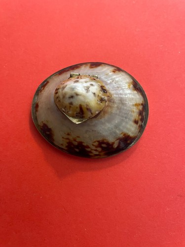 Antique limpet shell - antique,